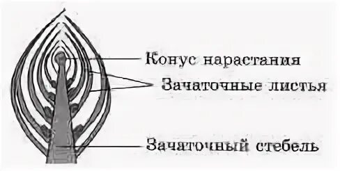 Зачаточный лист конус нарастания. Строение почки конус нарастания. Зачаточный лист конус нарастания зачаточный стебель. Строение почки растения конус нарастания.