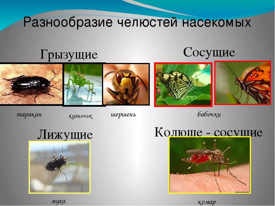 Класс насекомые многообразие. Насекомые биология. Многообразие насекомых. Класс насекомые презентация. Многообразие представители насекомых.