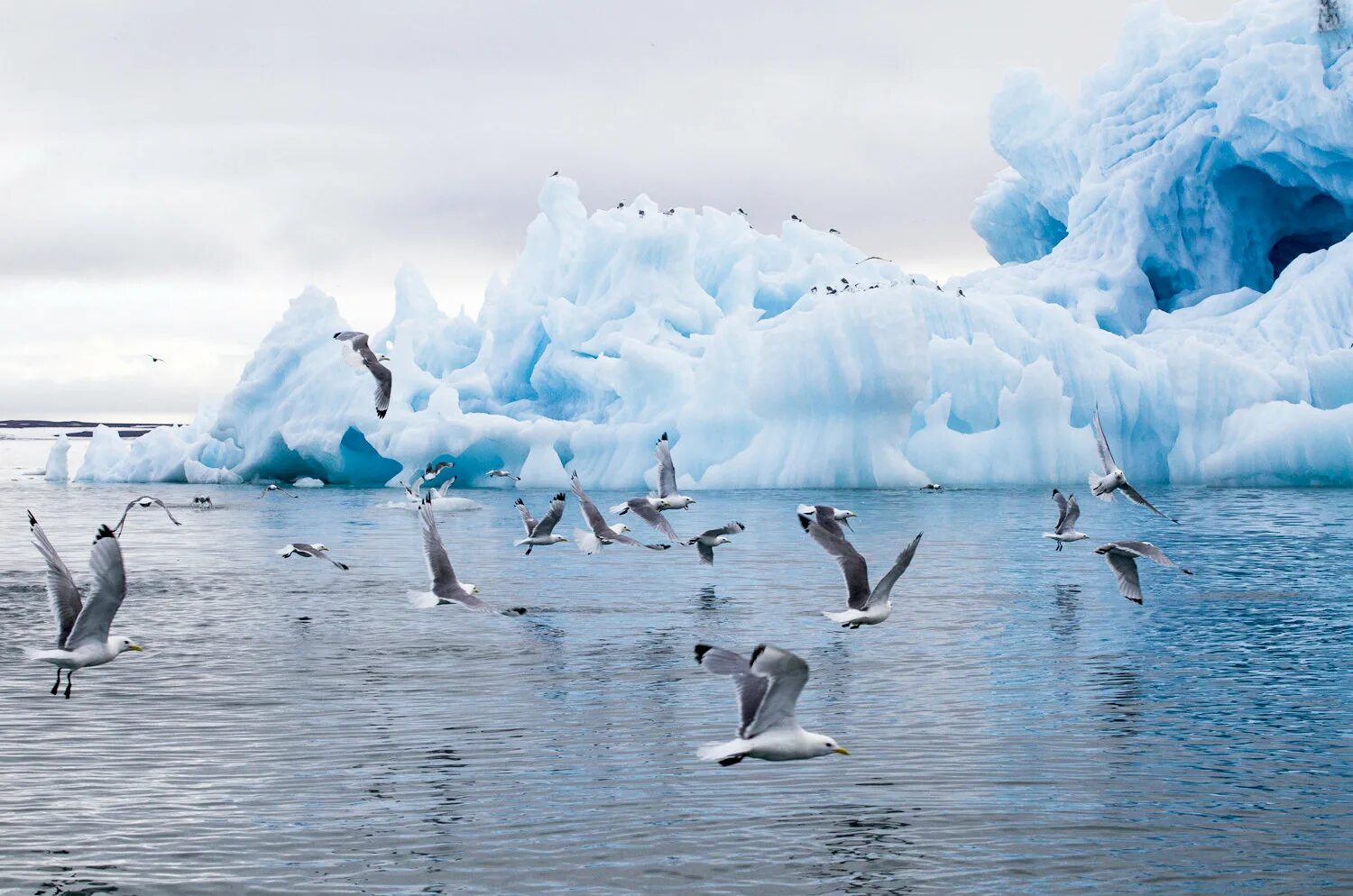 Ледник в аршане. Телецкое озеро алтай. Земля франца иосифа-зфи. Большой арктический заповедник белый медведь. Северный арктический заповедник.