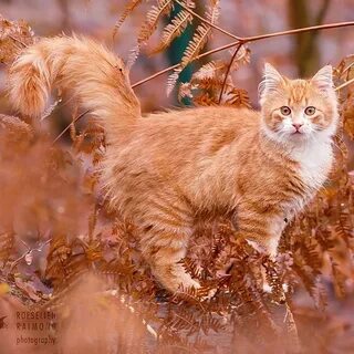 Осень как рыжая кошка слушать