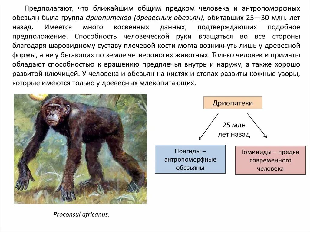 Дриопитеки Эволюция. Общий предок человека и человекообразных обезьян. Гоминиды дриопитеки. Общий предок человека и человекообразных обезьян общий предок. Как появились обезьяны