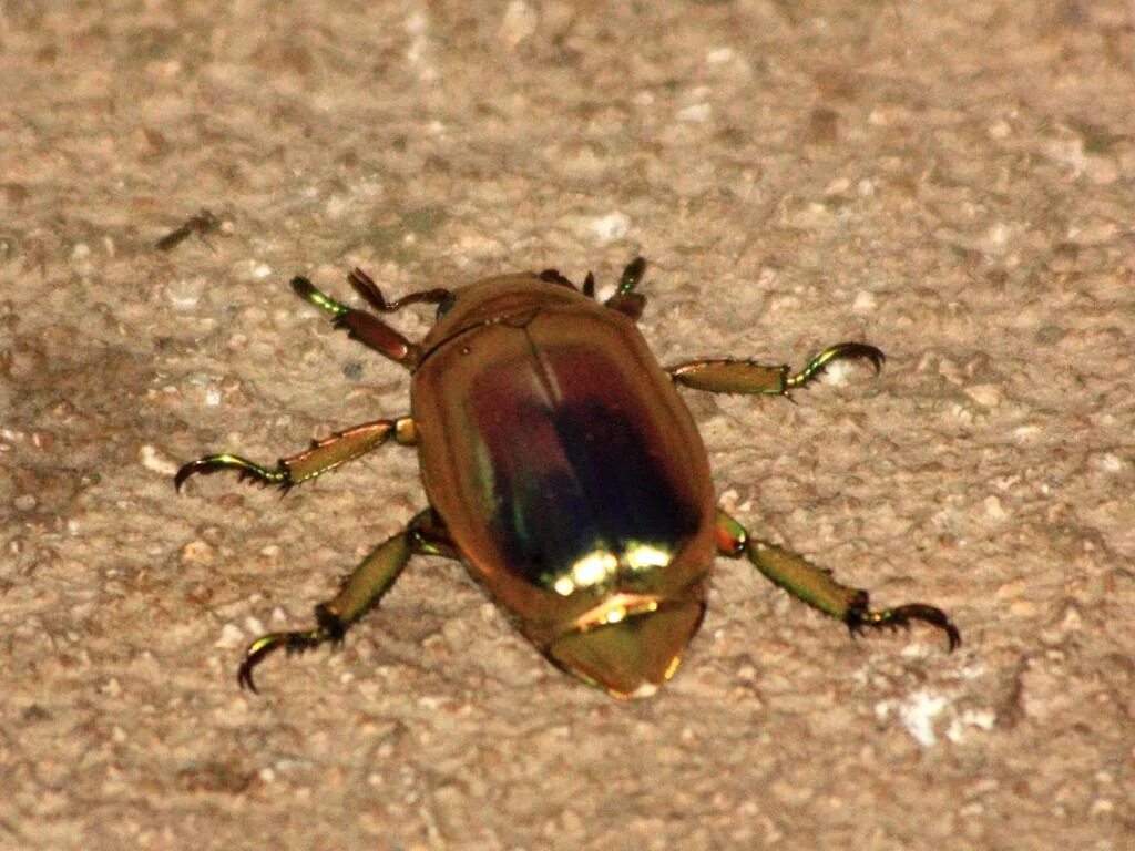 Chrysina resplendens. Золотой майский жук. Золотой майский жук. Жуки скарабеи майский жук. Майский жук золотистый.