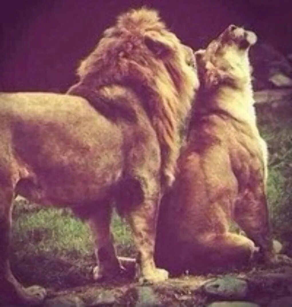 Лев и львица. Львица обиделась на Льва. Мой Лев. Обиженный Лев. Обижает лев