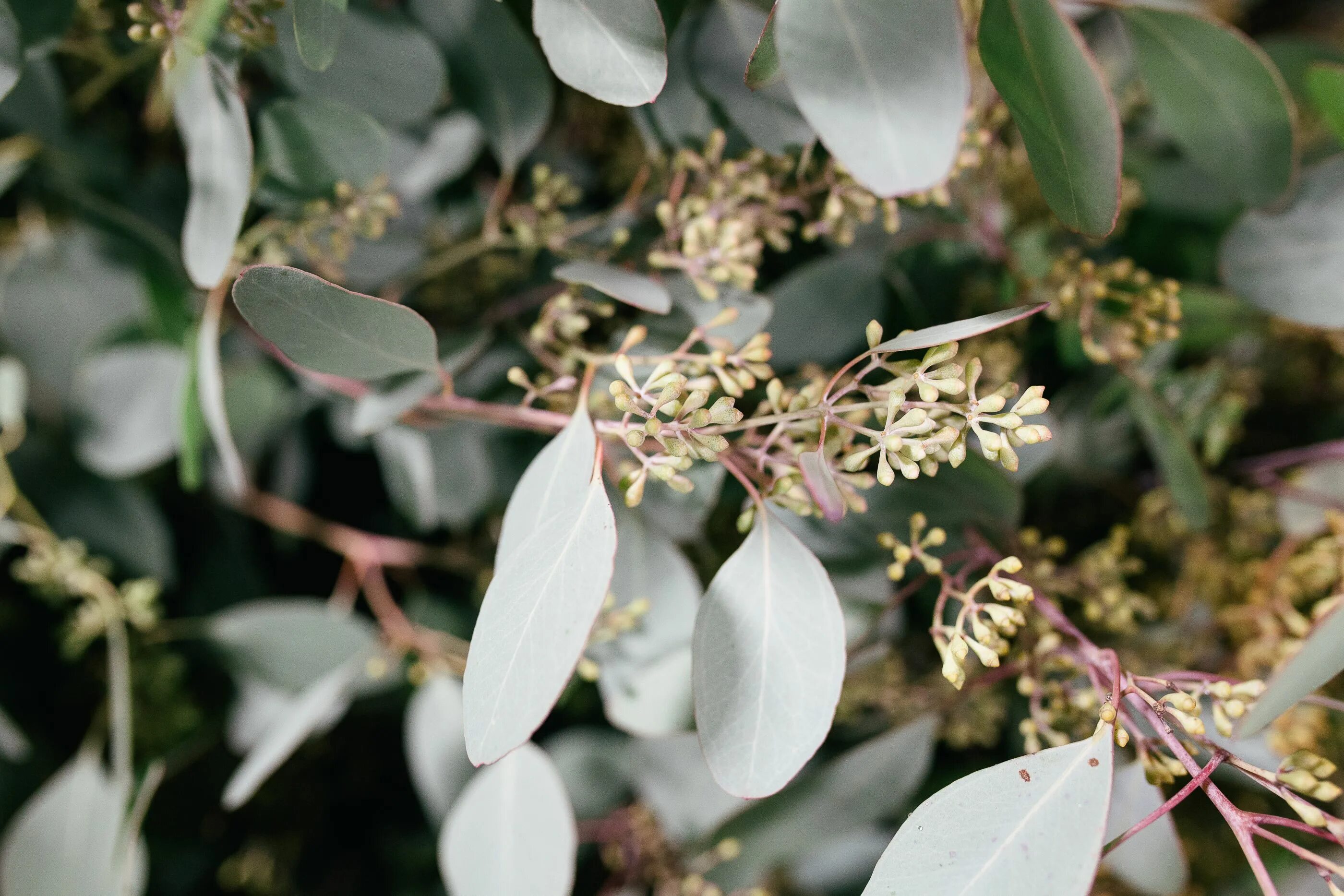 Extra flowers