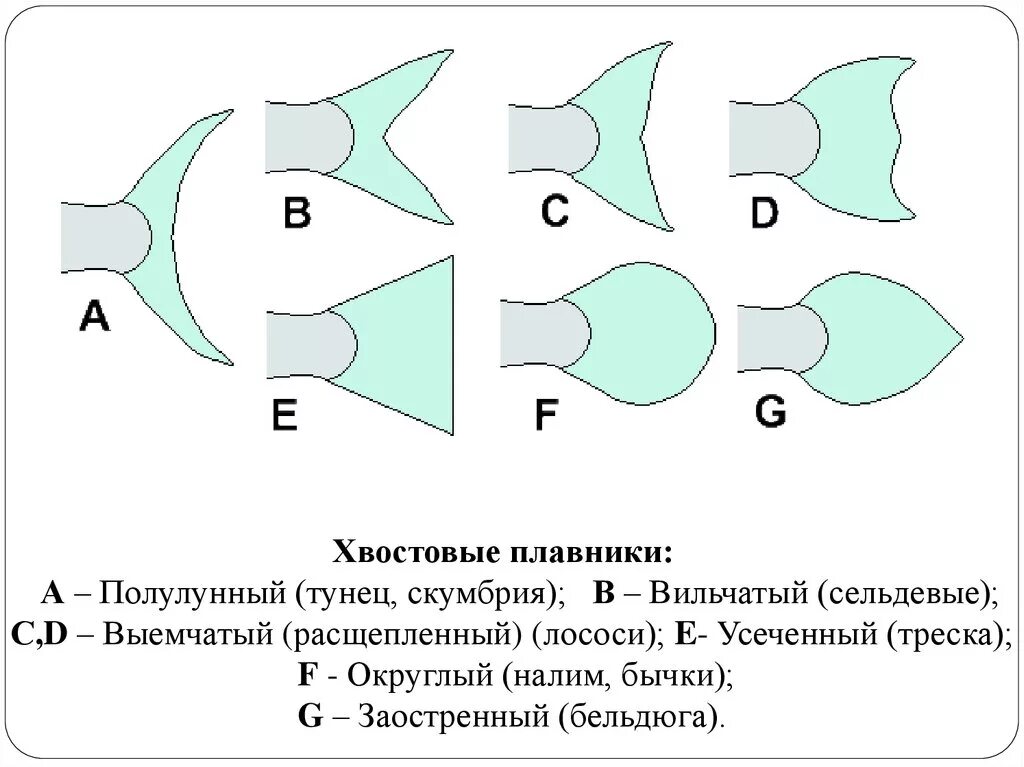 Класс рыбы плавники. Хвостовой плавник. Хвостовые плавники рыб. Типы плавников у рыб. Типы хвостовых плавников.