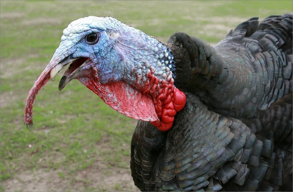 индюшка бежит фото. индюшата звуки. интересные факты о индюках. индюк кулдыкает. индюк бежит.
