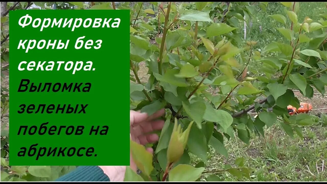 Побег абрикоса. Выломка побегов яблони. абрикос формировка кроны. побеги абрикоса. выломка побегов у груши.