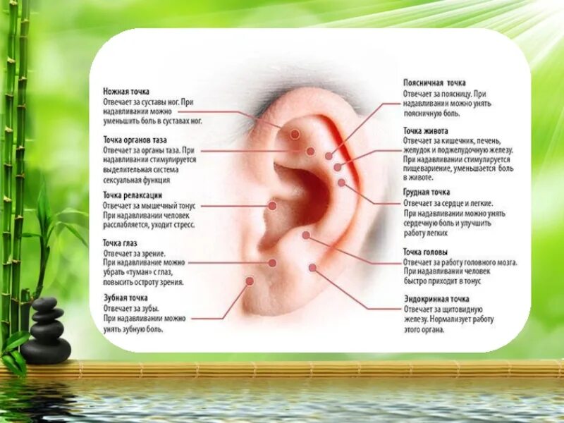 Точки на ушной раковине. Болезненные точки в ушной раковине. Болит точка на ушной раковине. Точки акупунктуры на ушной раковине.