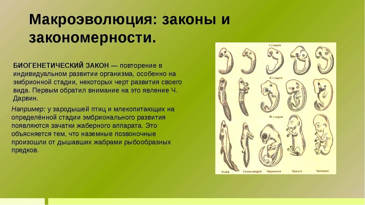 Макроэволюция 9. Макроэволюция. основные закономерности макроэволюции. понятие макроэволюции. макроэволюция. основные закономерности и направления эволюции.