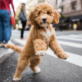 Лабрадудль (Labradoodle) - это добрая, чуткая и красивая порода собак. Фото, опи