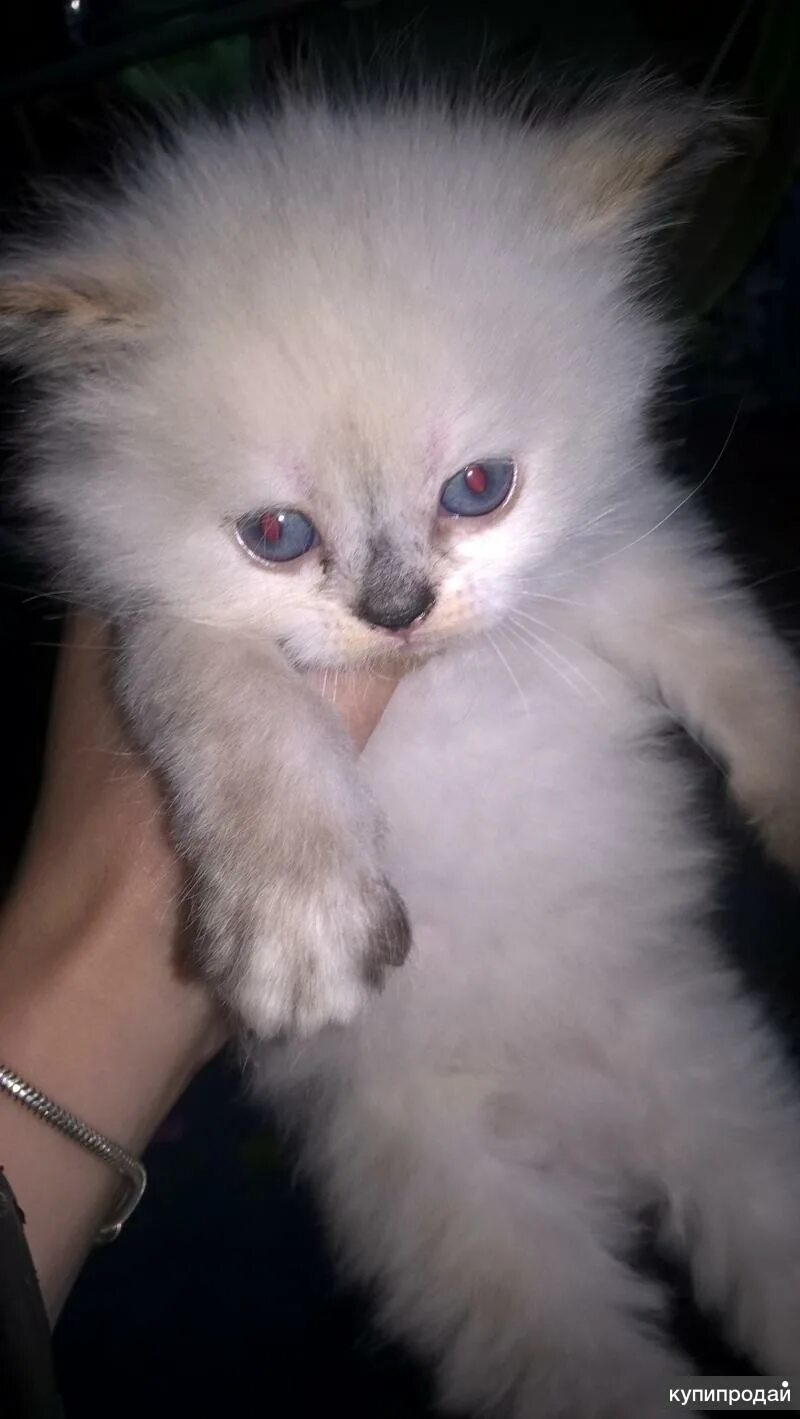 Взять котенка породистый. Полуперсидские котята. возьму котенка. отдам пушистых котят. пушистые котята даром белые.