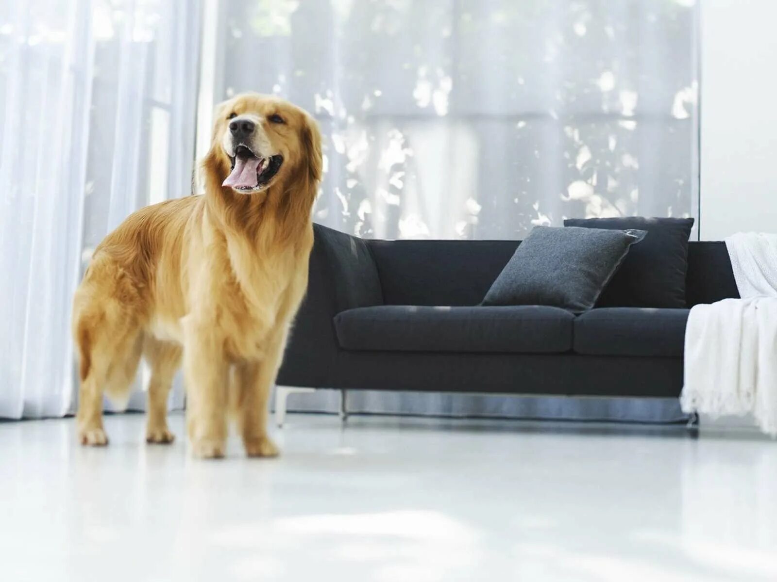 Французский бигль харьер. Квартирные породы. Йоркширский терьер малыш. Бигль в клетке. Бордер терьер в кино.