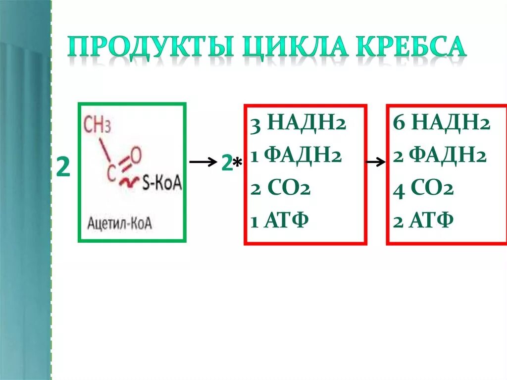 Атф н2о. Продукты цикла Кребса. Продукты в цикле Кребса. Конечные продукты цикла Кребса. Продукты реакции цикла Кребса.