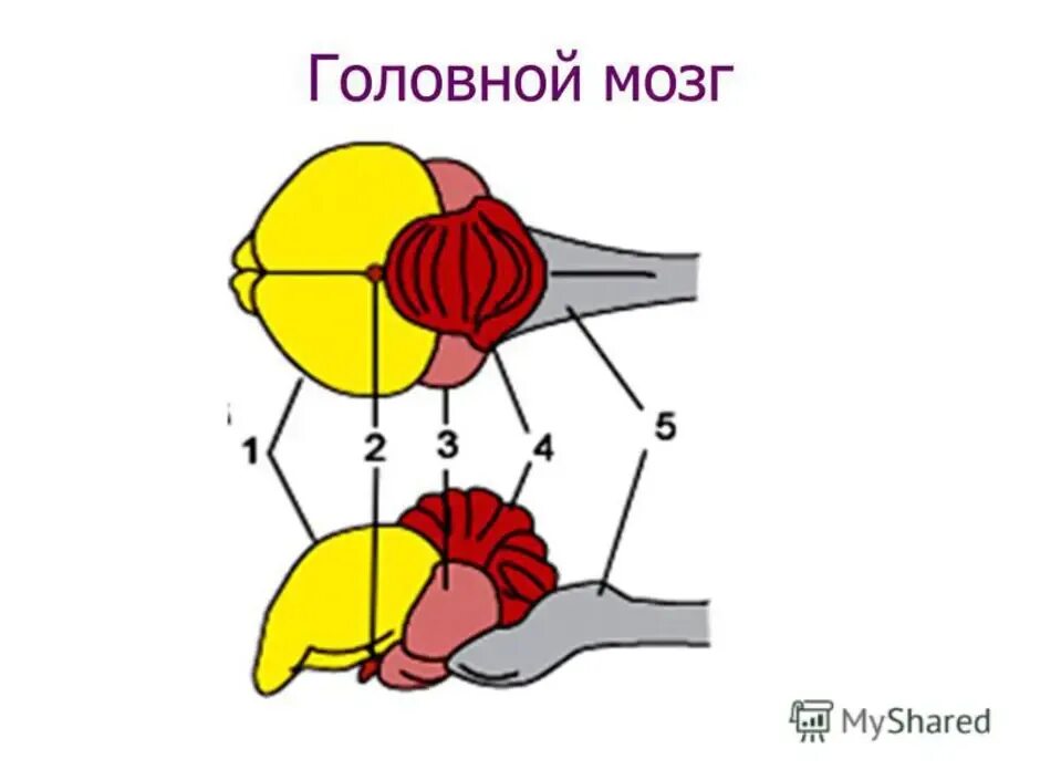 Класс птицы мозг. Схема строения головного мозга птицы. Строение отделов головного мозга птиц. Отделы головного мозга у птиц схема. Мозг птицы.