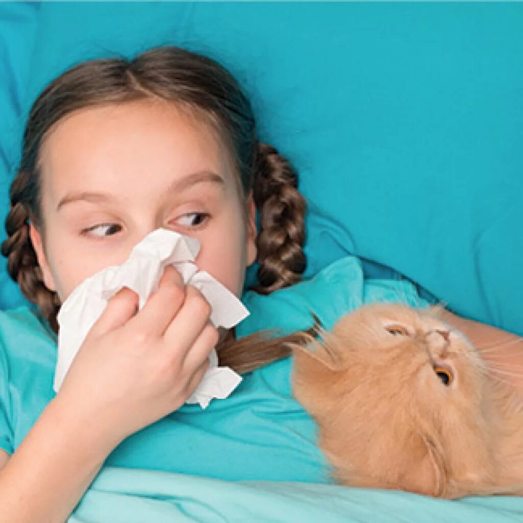 Аллергия на кошек. Шерсть животных аллерген.