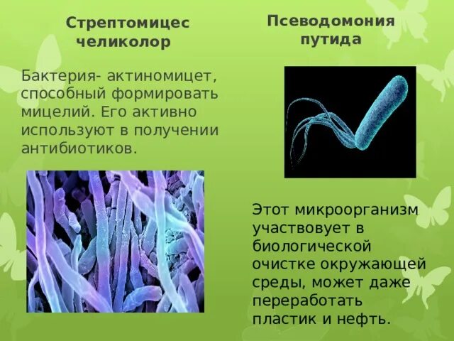 Перерабатывающие бактерии. Микроорганизмы перерабатывают пластик. Бактерии в окружающей среде. Микроорганизмы в окружающей среде.