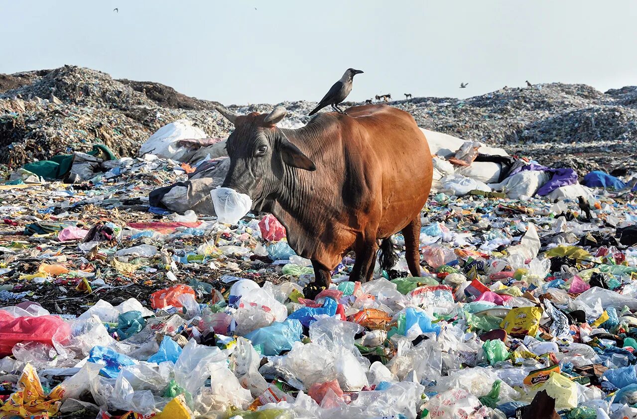 A lot of pollution. Мангруфы и пластик. Plastic pollution. Causes of Plastic pollution. Garbage фотографии.