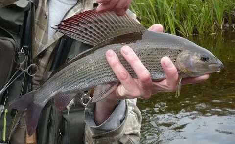 Река белая какая рыба водится