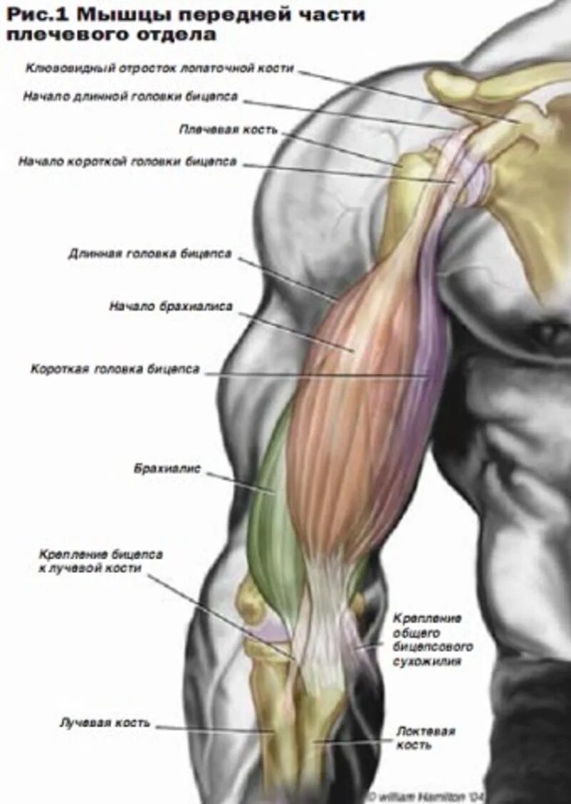 К чему крепится бицепс. Брахиалис анатомия. Плечевая мышца брахиалис. Бицепс брахиалис анатомия. Строение бицепса руки анатомия.