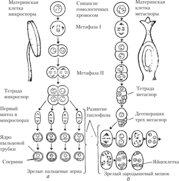 Генеративная клетка набор хромосом. Образование зародышевого мешка у покрытосеменных. Материнская клетка микроспоры набор хромосом. Макроспорогенез у растений этапы. Макроспорогенез схема.