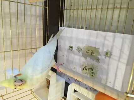 Стул у кореллы