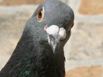 FAT PIGEON SITTING - 60 pictures.