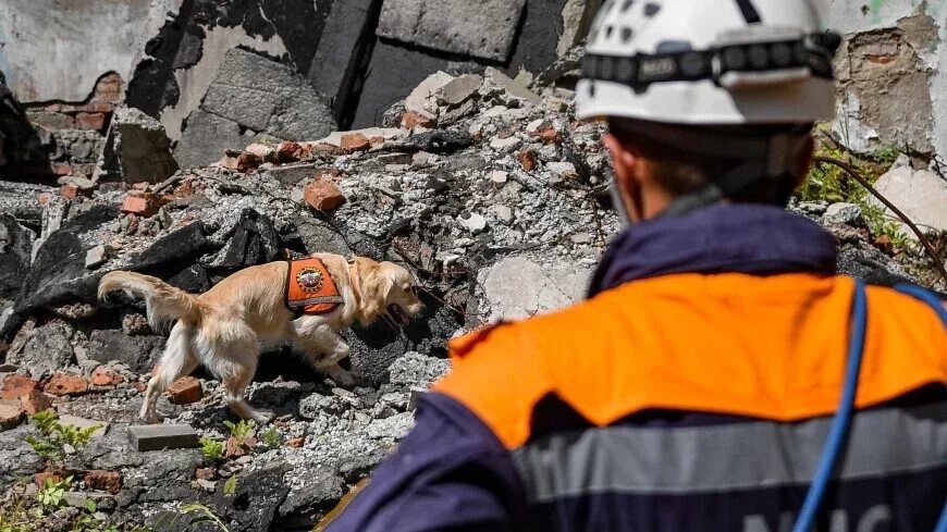 Собака в спасательных операциях. Поисковые собаки землетрясение. Собаки спасатели. Землетрясение собака. Животные перед землетрясением.