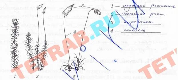 Используя рисунки в параграфе охарактеризуйте. Мхи биология 5 класс Пасечник. Кукушкин лен 5 класс биология Пасечник. Рабочая тетрадь по биологии 5 класс Пасечник Моховидные. Рабочая тетрадь по биологии 5 класс мхи.