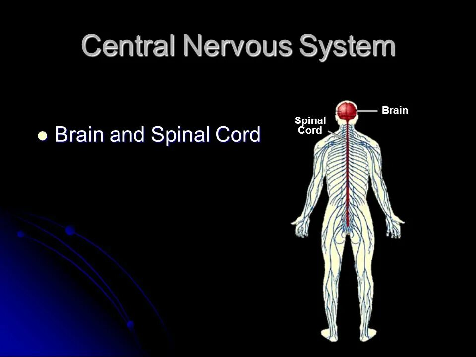 Nervous system brain. Central nervous system. central nervous system (cns). central nervous system structure. stimulant of central nervous system characteristics.