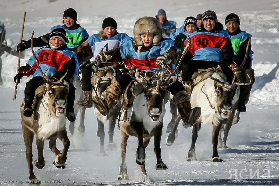 Оленеводы якутии. Праздник оленеводов Оленек. День оленевода праздник в Якутии. Эвенки Оленек. Оленеводство в Якутии.