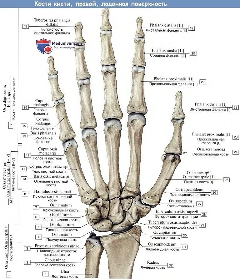 Фаланги пальца тип соединения. Кости запястья пясти и пальцев анатомия. Кости кисти руки человека анатомия Синельников. Кости пясти анатомия человека. Анатомия костей пясти.