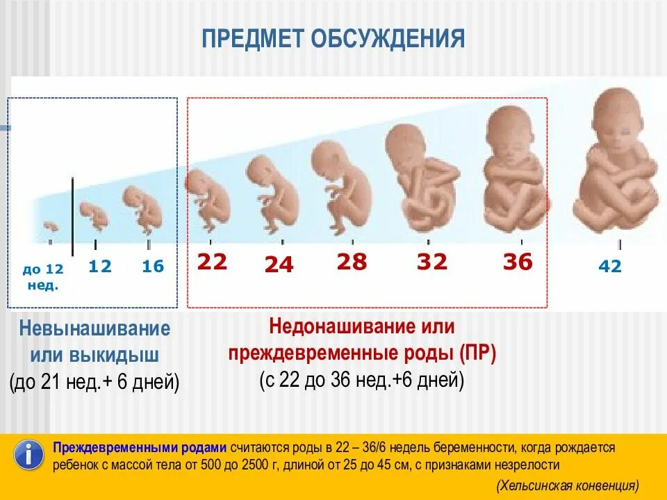 Недель назад на данный. Выкидыш (самопроизвольный аборт). Недели беременности. Срок 6 месяцев беременности.