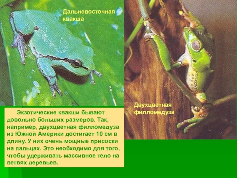 Коралловая квакша. Лягушка голубая квакша. Можно ли отнести квакш к травоядным. Древесная лягушка квакша обыкновенная. Квакша филломедуза забота о потомстве.