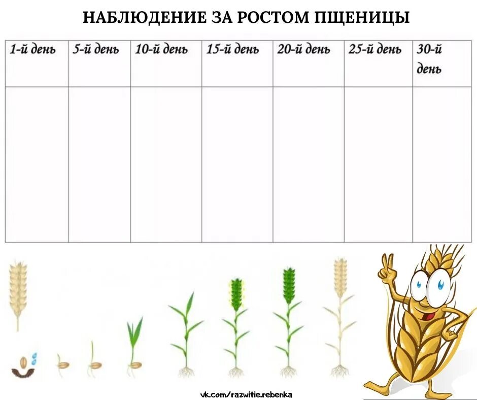 Наблюдения на огороде старшая группа. Наблюдение за ростом растений таблица. Наблюдение за ростом пшеницы. Дневник наблюдений за ростом пшеницы. Календарь наблюдений за растениями.