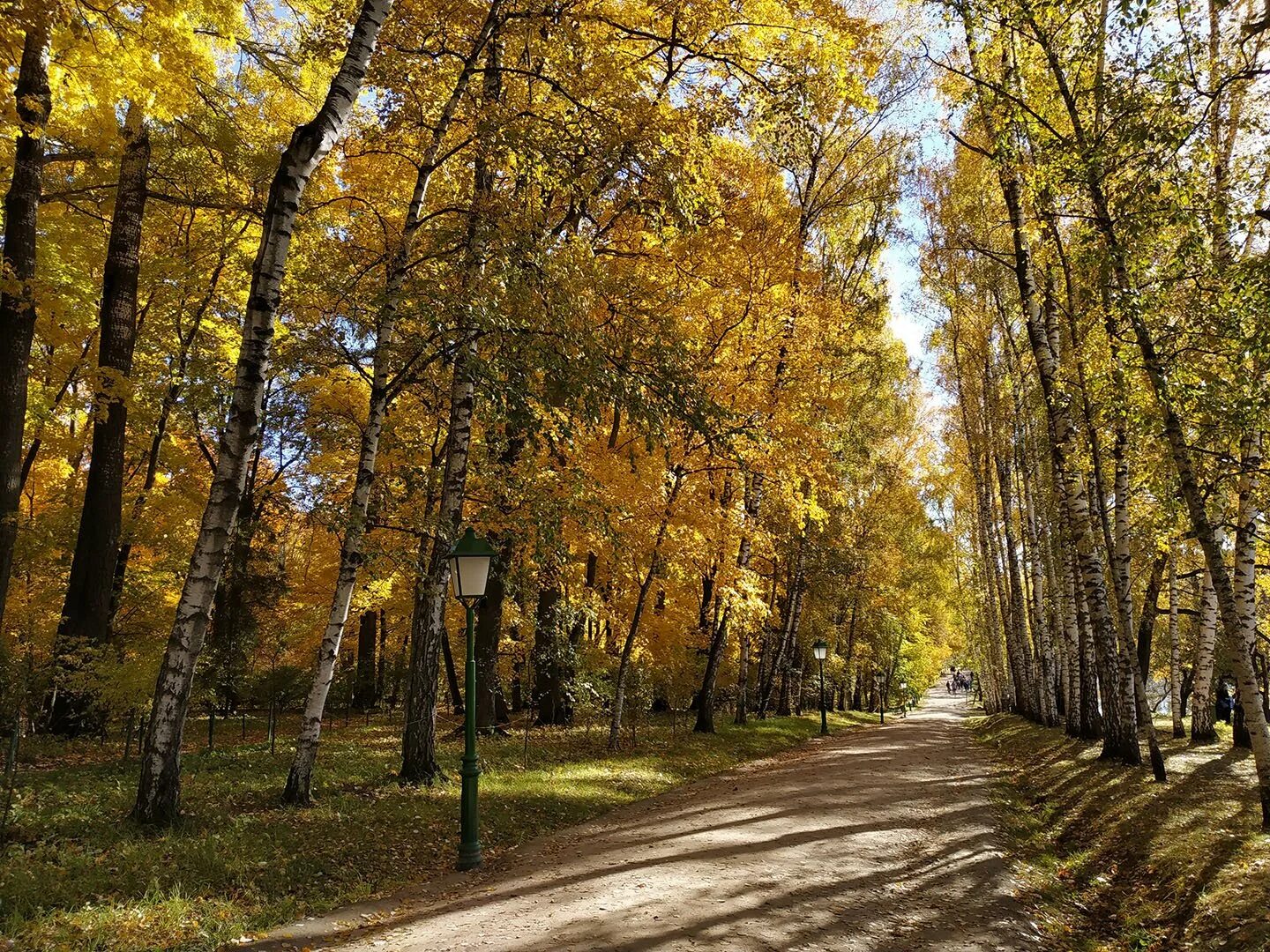Толстой ясная поляна прешпект. Ясные аллеи. Ясная поляна поляна тула. Березовая аллея в ясной поляне. Усадьба толстого ясная поляна.