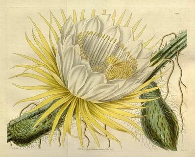 Botany