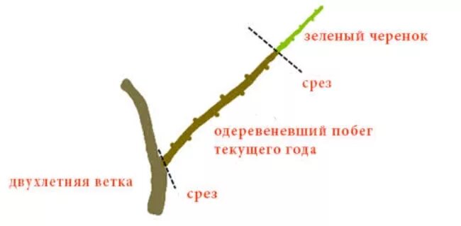 Срез черенка. Черенок с побегом. Срез для черенкования дерева. Как разрезать побег на черенки.