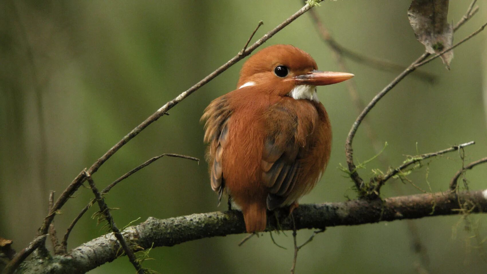 Маленькая рыжая птичка. Рыжая птица. Маленькие рыжие птички. Мадагаскарские птицы. Рыжие необычные птицы.