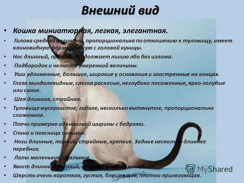 Внешние признаки кошки