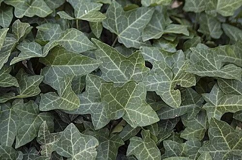 Плющ крымский. Плющ крымский. Плющ крымский. Плющ вечнозеленый (hedera). Плющ вечнозеленый hedera helix.