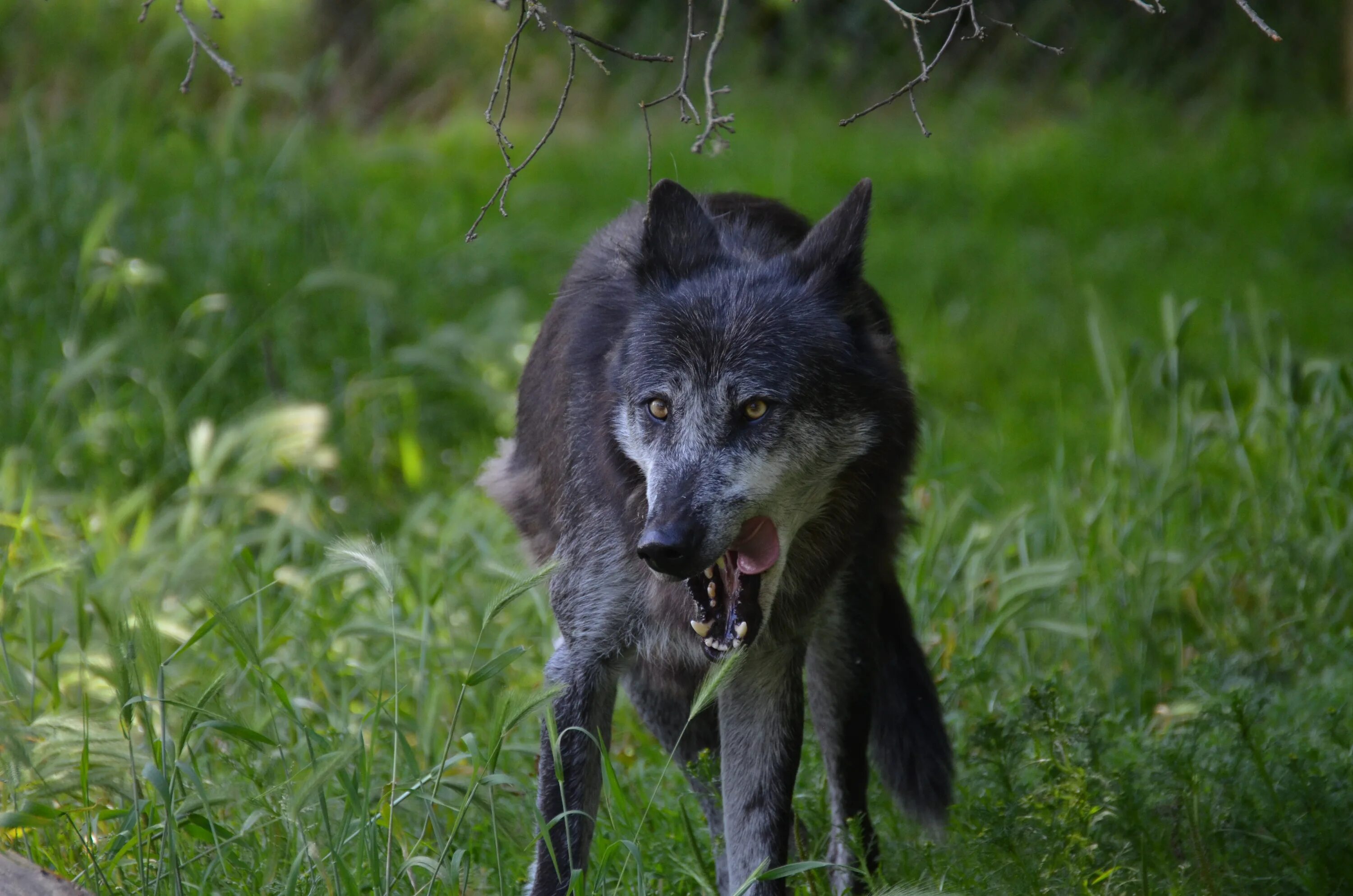 Моголлонский волк. Кенайский волк canis Lupus alces. Волк серый. Одиночный волк. Дикие волки 3