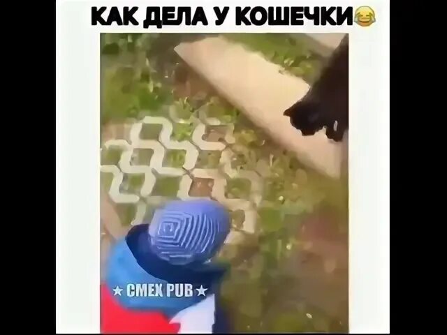 Как дела у кошечки видео