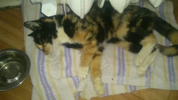 Бешенство у домашней кошки. Первые симптомы бешенства у кота. Бешенство профилактика кошек. Животные больные бешенством признаки поражения. Кошка умирает от бешенства.