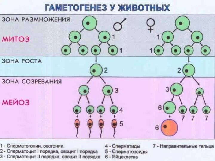 Сколько хромосом в яичниках. Фаза созревания гаметогенеза. Фаза размножения гаметогенез. Фазы гаметогенеза схема. Гаметогенез у животных таблица фазы.