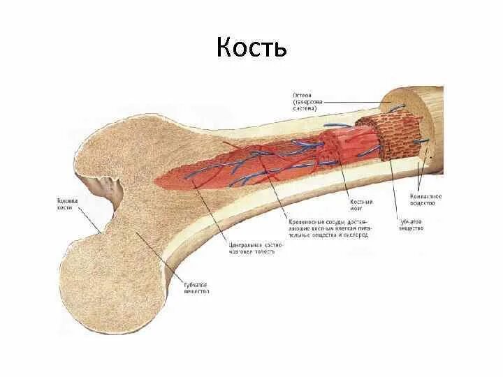 Костная ложа