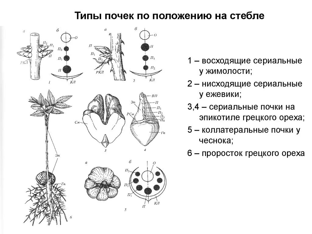 Лабораторная работа по биологии определение местоположения почек. Коллатеральные почки у растений. Типы почек. Типы расположения почек. Типы почек растений.