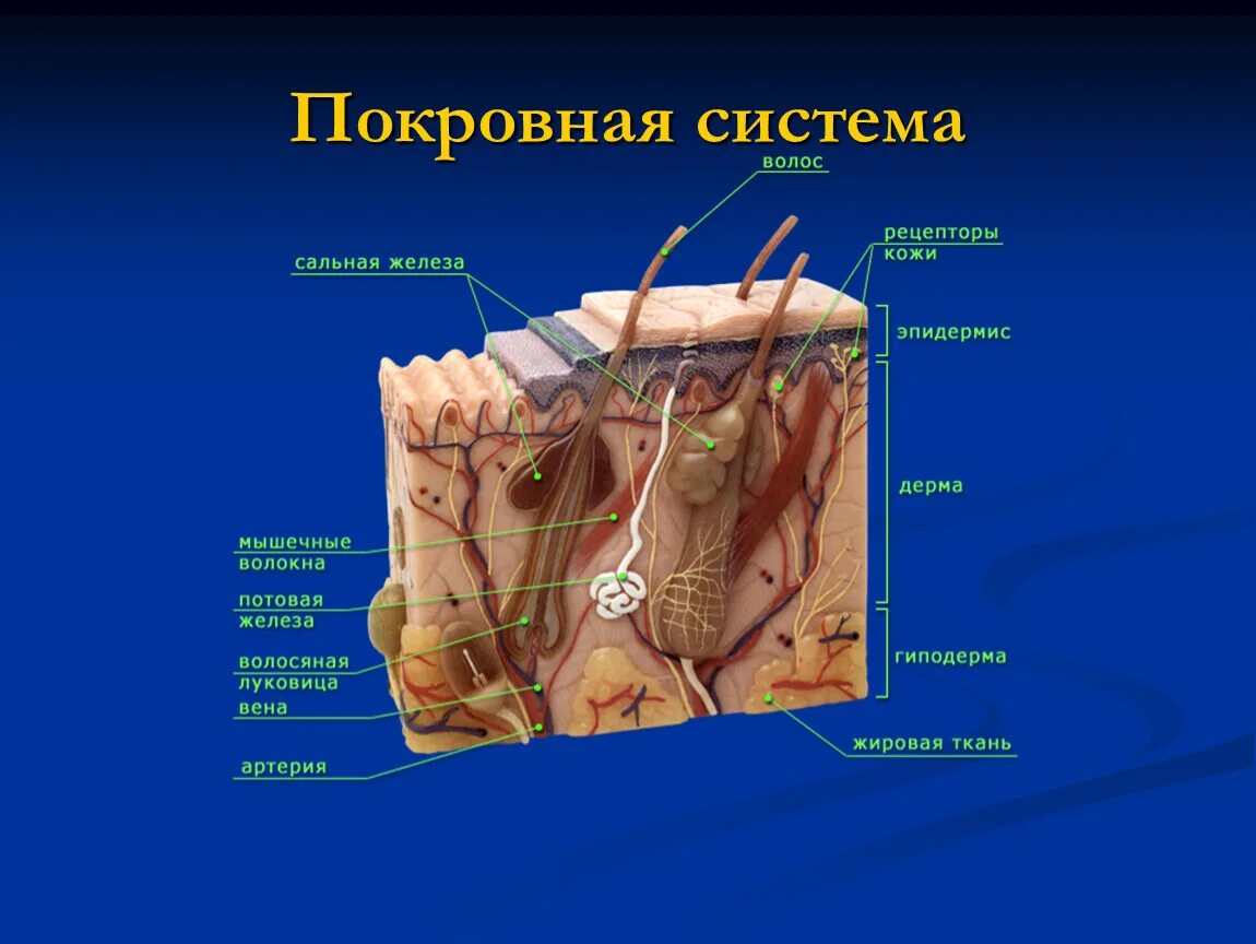 Система покровных органов человека функции. Покровная система сальная железа. Система покровных органов человека. Покровная система кожа строение. Покровная система строение и функции.