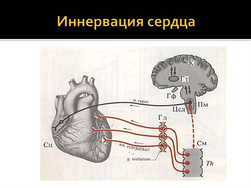 Схема эфферентной иннервации сердца. Схема парасимпатической иннервации сердца. Центр парасимпатической иннервации сердца. Иннервация сердце парасимпатической нервной.