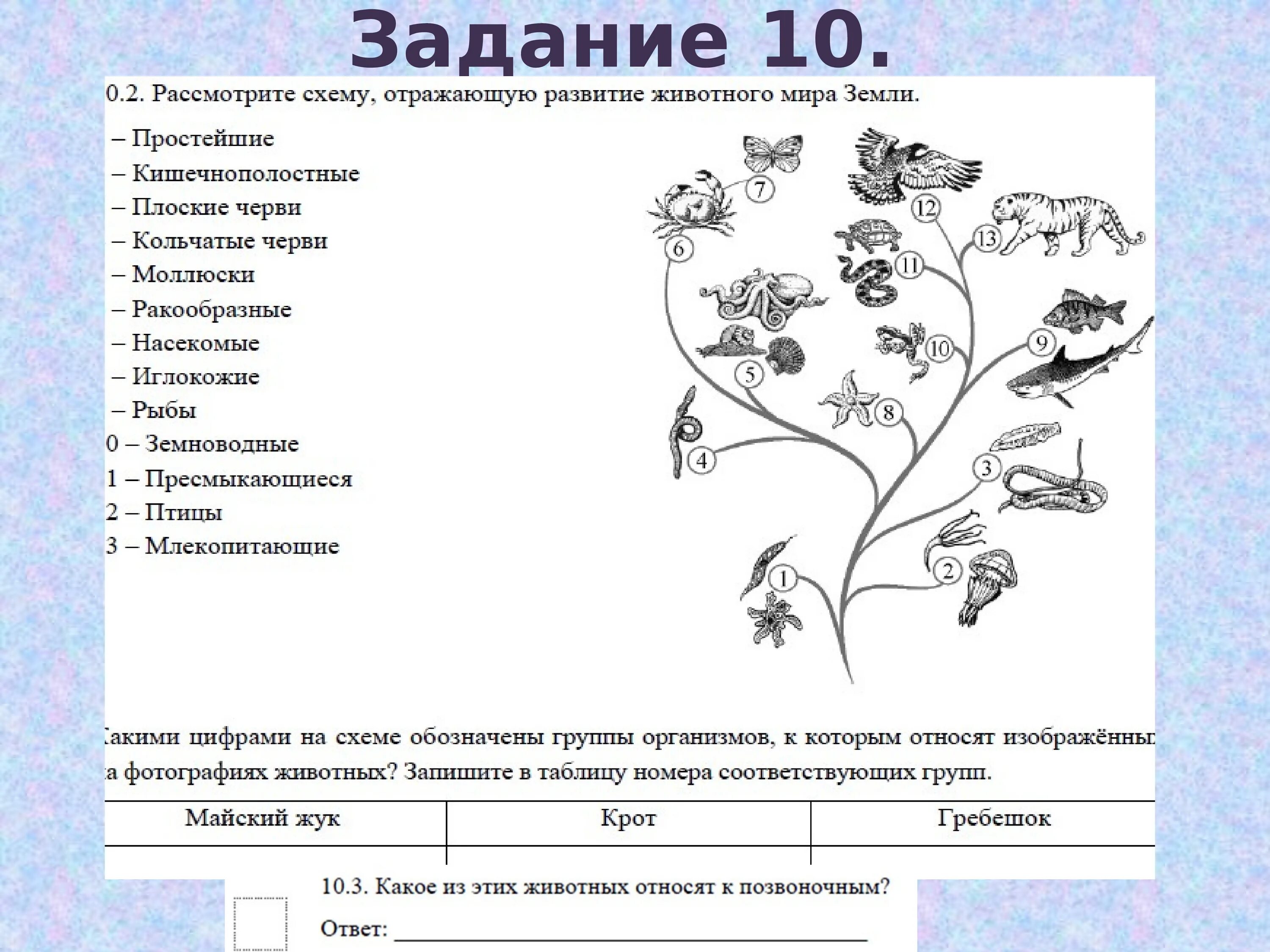 Лишайники животные растения впр 5 класс. Задания по систематике растений 6 класс биология. ВПР биология 5 класс основные темы. Задания по биологии 5 класс. ВПР по биологии 5 класс задания.