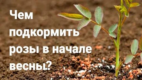 Какими удобрениями подкормить розы